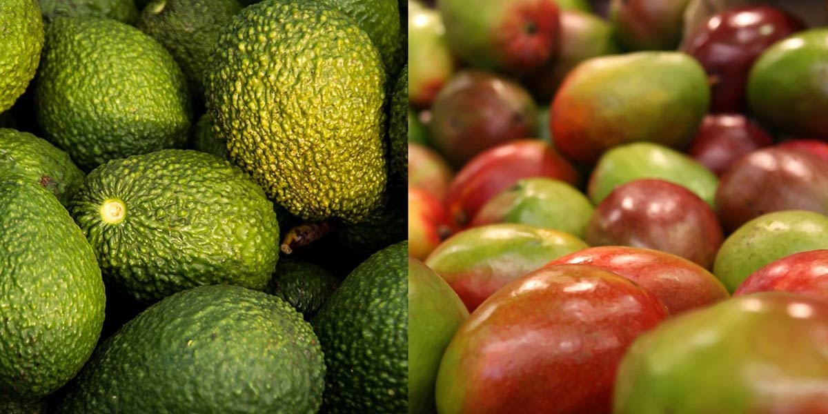 Macfrut Academy, riflettori puntati su avocado e mango